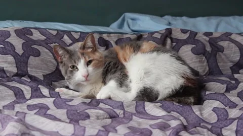 Sleepy Kitten On A Blanket Stock Footage 237722473