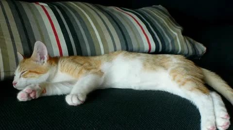 Sleepy Kitten on couch Stock Footage 11335707