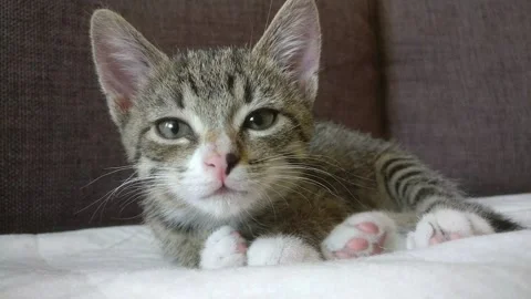 Sleepy kitten on couch Stock Footage 136416850