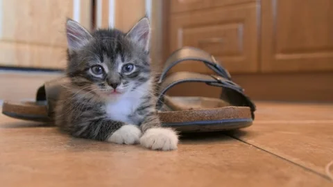 Sleepy kitten on floor Stock Footage 136249905