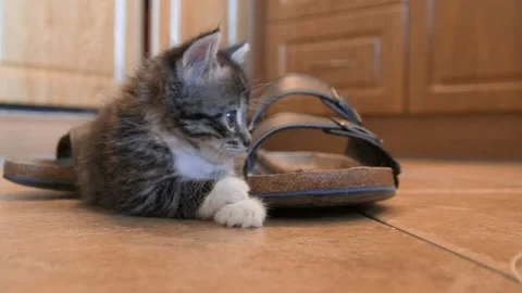 Sleepy kitten on floor Stock Footage 137089951