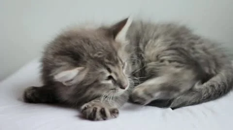 Sleepy kitten Video stock 11142686