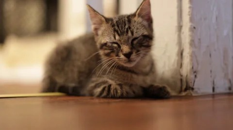 Sleepy kitten Stock Footage 34350824