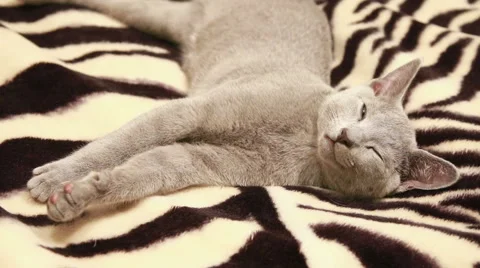 Sleepy kitten Stock Footage 47014741