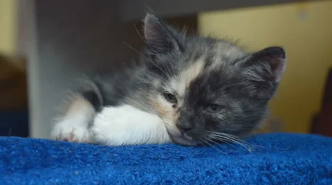 Sleepy kitten Stock Footage 55632547