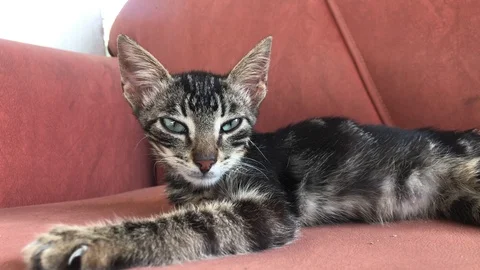 Sleepy Kitten Video stock 112574917