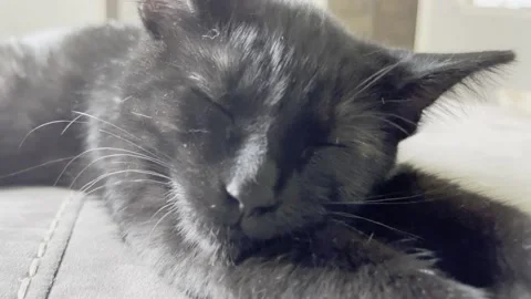 Sleepy Kitten Video stock 156408539