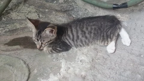 Sleepy Kitten Stock Footage 240704473