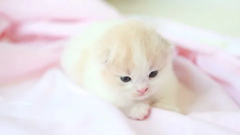 Sleepy Kitten 스톡 동영상 332500237