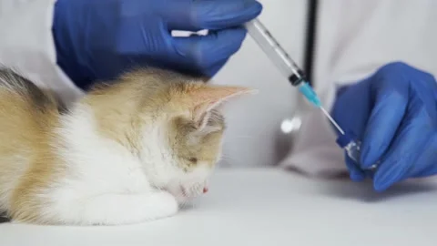 A sleepy kitten is given the first vaccination. Rabies vaccination. Pet care. Stock Footage 160659351