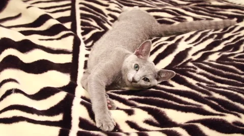 Sleepy kitten laying down on bed Stock Footage 45842079