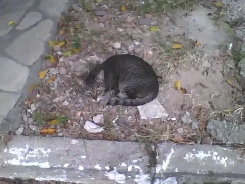Sleepy kitten naps in the middle of the sidewalk on the street Stock Footage 161755682