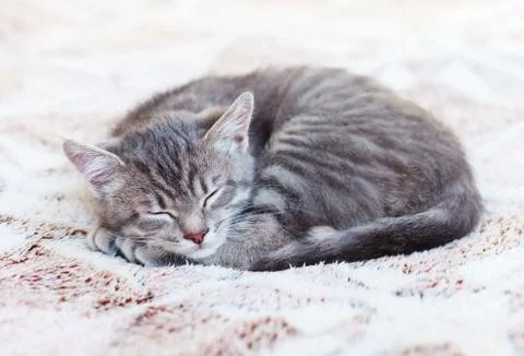 Sleepy Kitten Stock Photos