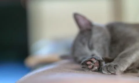 Sleepy kitten Stock Photos