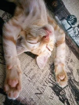 Sleepy kitten Stock Photos