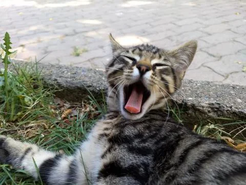 Sleepy kitten is yawning, same time see pink tongue of kitten Stock Photos