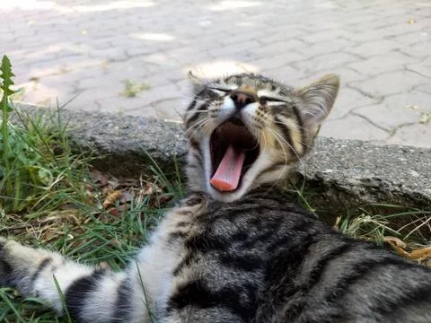 Sleepy kitten is yawning, same time see pink tongue of kitten Stock Photos
