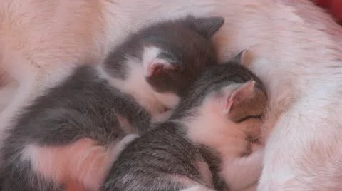 Sleepy kittens and gluttonous Vídeo Stock 11688447