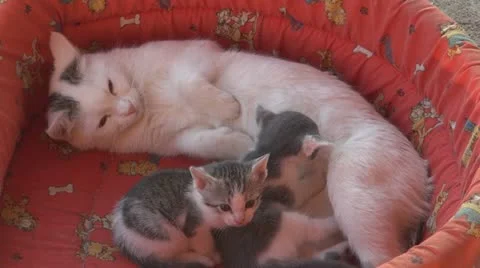 Sleepy kittens and gluttonous 스톡 동영상 11688575
