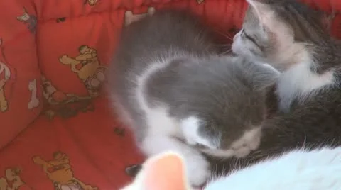 Sleepy kittens and gluttonous Видео 11688579