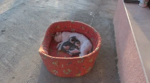 Sleepy kittens and gluttonous Vídeo Stock 11688625