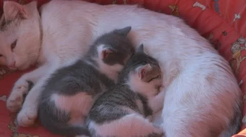 Sleepy kittens and gluttonous 스톡 동영상 11688655