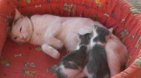 Sleepy kittens and gluttonous 스톡 동영상 11688672
