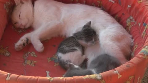 Sleepy kittens and gluttonous Video stock 11688709