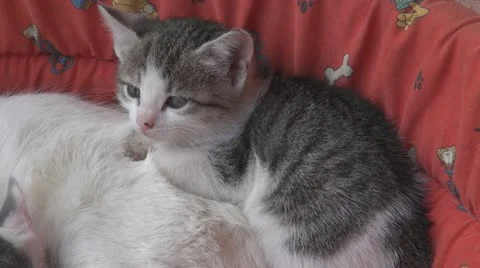 Sleepy kittens and gluttonous Stockbeeldmateriaal 11689452
