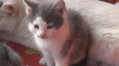 Sleepy kittens and gluttonous Видео 11701337