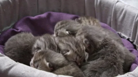 Sleepy Kittens: A Bundle of Joy Stock Footage 295044700