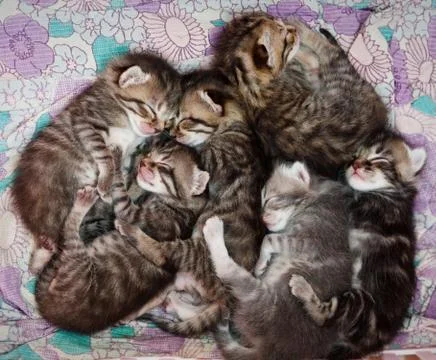 Sleepy kittens Stock Photos