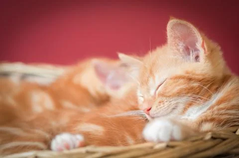 Sleepy kittens Stock Photos