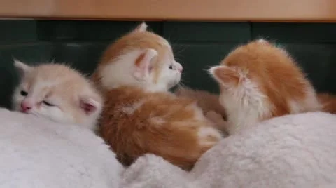 Sleepy Kitties Stock Footage 11089061