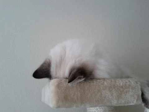 Sleepy Kitty Stock Photos
