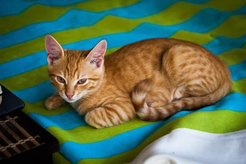 Sleepy kitty Stock Photos