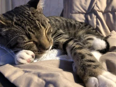 Sleepy kitty Stock Photos