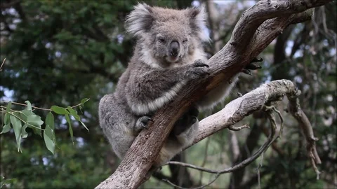 Sleepy Koala bear resting over a tree Stock Footage 101075219