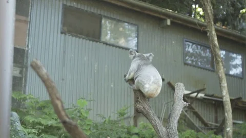 Sleepy Koala Climbing Tree Stock Footage 79051829