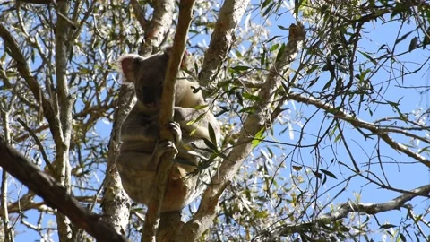 A sleepy koala high in a eucalyptus tree in Queensland, Australia. Video stock 204951616