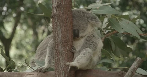 Sleepy koala in tree Stock Footage 74819915