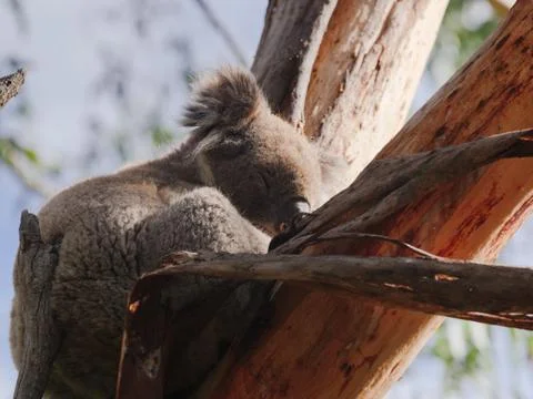 Sleepy Koala on the tree Stock Photos