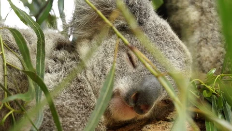 Sleepy Koala in a tree shot in slow motion Stock Footage 104296192