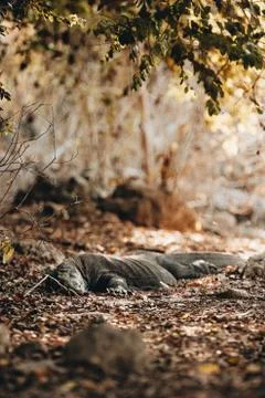 Sleepy Komodo Stock Photos