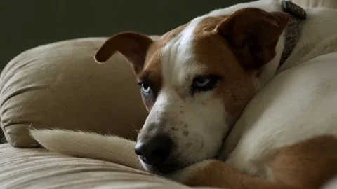 Sleepy lab retriever resting Video stock 285550629