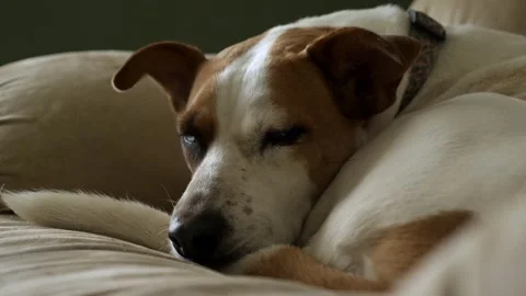Sleepy lab retriever resting Video stock 285550903