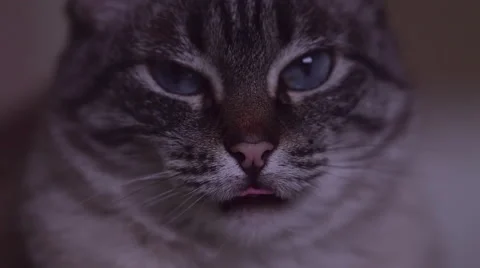 Sleepy lazy cat looking at the camera Stock Video Pond5