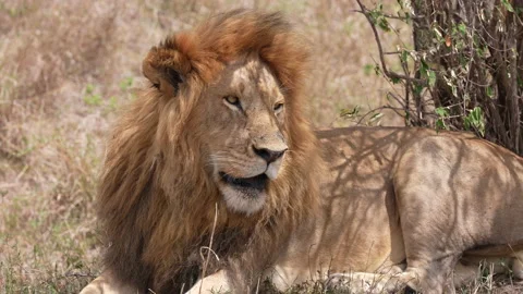 Sleepy Lion CU Stock Footage 227416477
