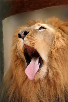 Sleepy lion yawning Stock Photos