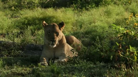 Sleepy lioness Stock Footage 21921053